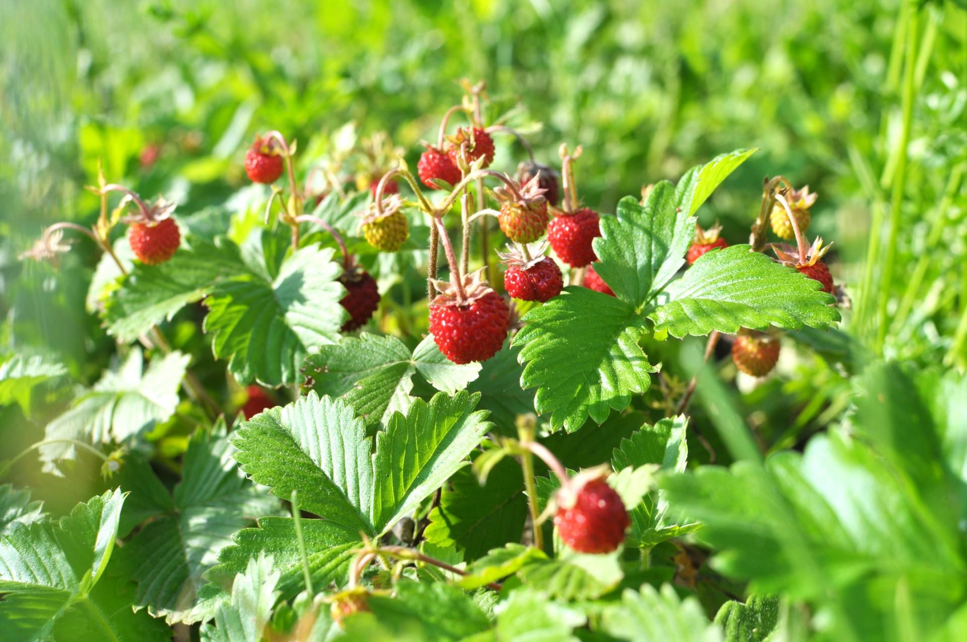 Poziomki mają wiele zdrowotnych właściwości