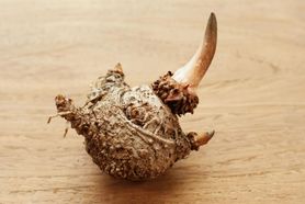 Konjac – właściwości i zastosowanie