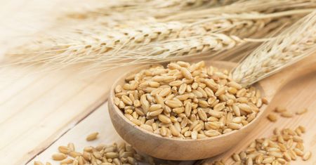 Barley Water po polsku