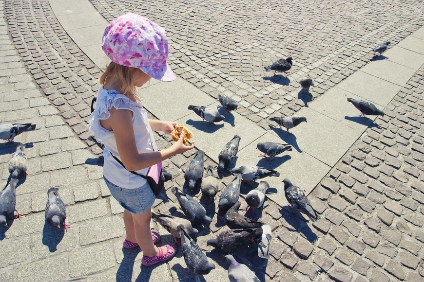 dziewczynka karmi gołębie [123rf.com]