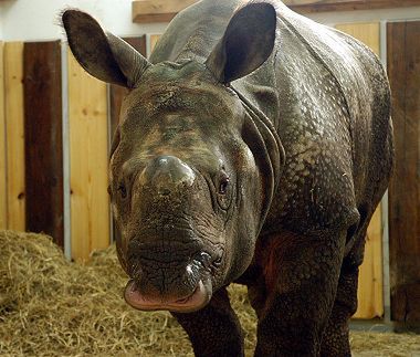 Nowy nosorożec w warszawskim zoo
