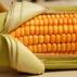 Będą ostrzejsze przepisy w sprawie GMO
