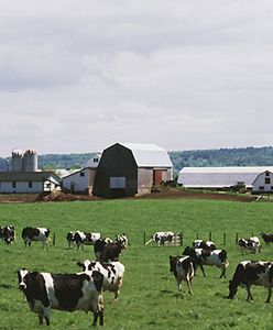 Złodzieje kradną brytyjskim farmerom olej opałowy