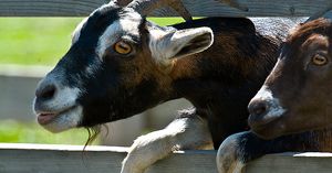 Serek kozi z Wołczkowa trafił do Brukseli