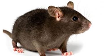 Nosiła na głowie martwe szczury i myszy