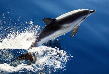 Delfiny poznają się po imieniu