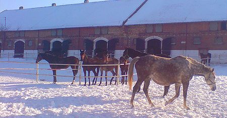 Śnieżny krajobraz