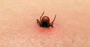 Jak uniknąć ugryzienia przez kleszcze?
