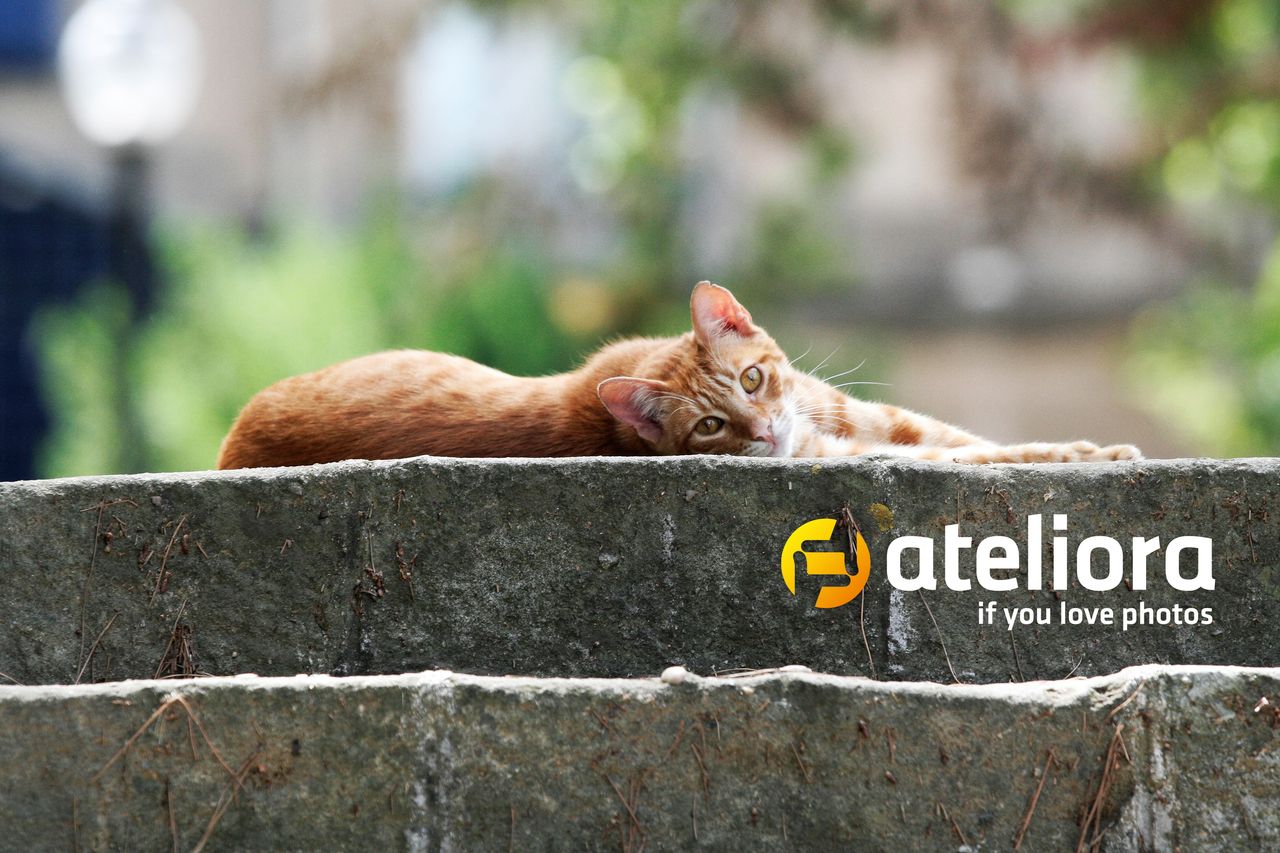 Internetowy mem w konkursie Ateliory