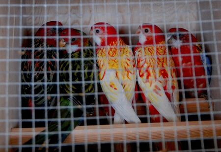 Ukrainiec chciał przewieźć przez granicę 65 papug