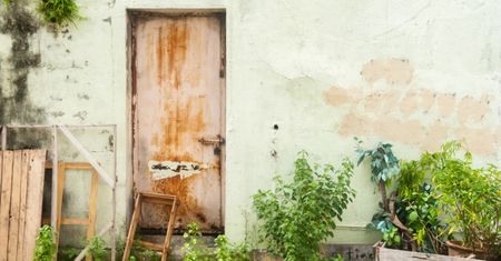 Jak usunąć pleśń i grzyby z elewacji