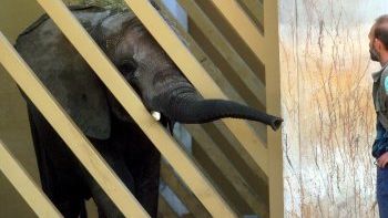 Operowany słoń Lotek