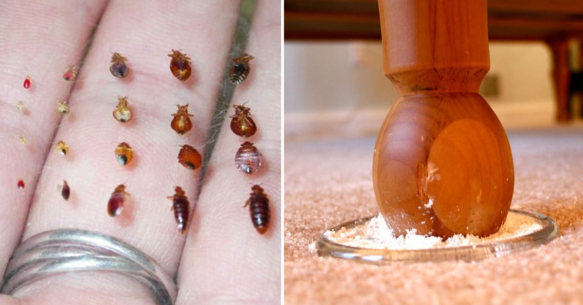 What scares off the bedbugs? Grandma's way kills them all