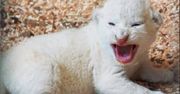 W zoo w Borysewie urodziły się białe lwiątka. To zagrożony gatunek, na świecie jest ich tylko około stu