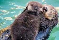 Piękno dzikiej natury: mama wydra tuli swoje małe