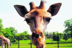 Bank PKO BP zaadoptował żyrafkę Lokatkę z zoo w stolicy