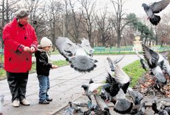 Łódzcy urzędnicy chcą antykoncepcji dla... gołębi