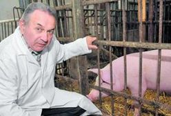 Świńskie tkanki w przeszczepach skóry u człowieka