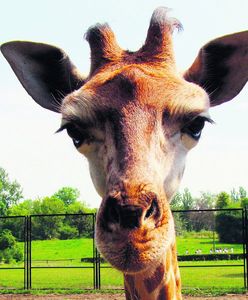 Bank PKO BP zaadoptował żyrafkę Lokatkę z zoo w stolicy
