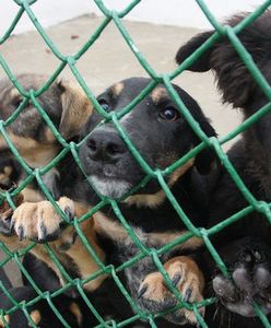 "Najsmutniejszy pies w Łodzi"