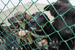 "Najsmutniejszy pies w Łodzi"