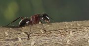 Jak pozbyć się mrówek z domu? Domowe sposoby