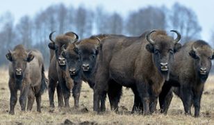 Przełomowe międzynarodowe badania DNA żubra możliwe dzięki Puszczy Białowieskiej