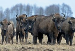 Przełomowe międzynarodowe badania DNA żubra możliwe dzięki Puszczy Białowieskiej