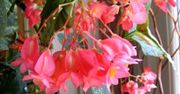 Begonia koralowa