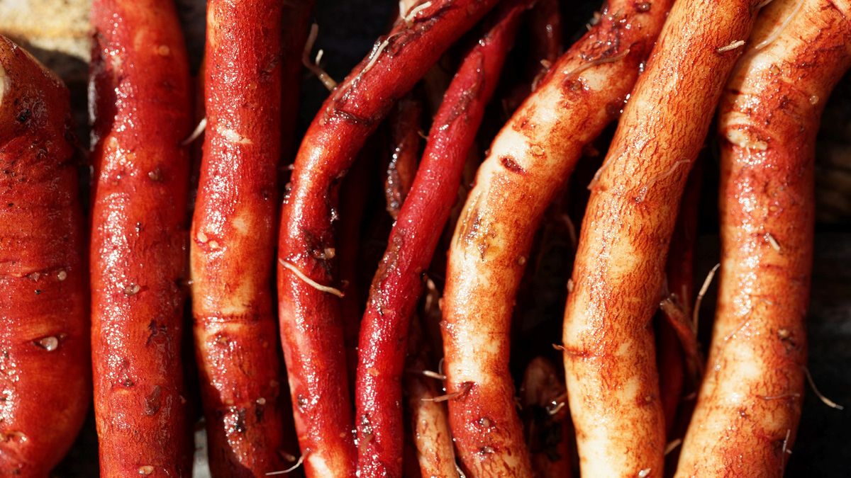 Szałwia czerwona może chronić przed rozwojem raka żołądka