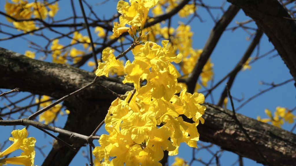 Lapacho - właściwości, herbata Inków