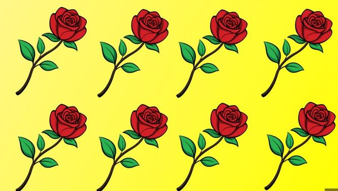 Znajdź odmienną różę