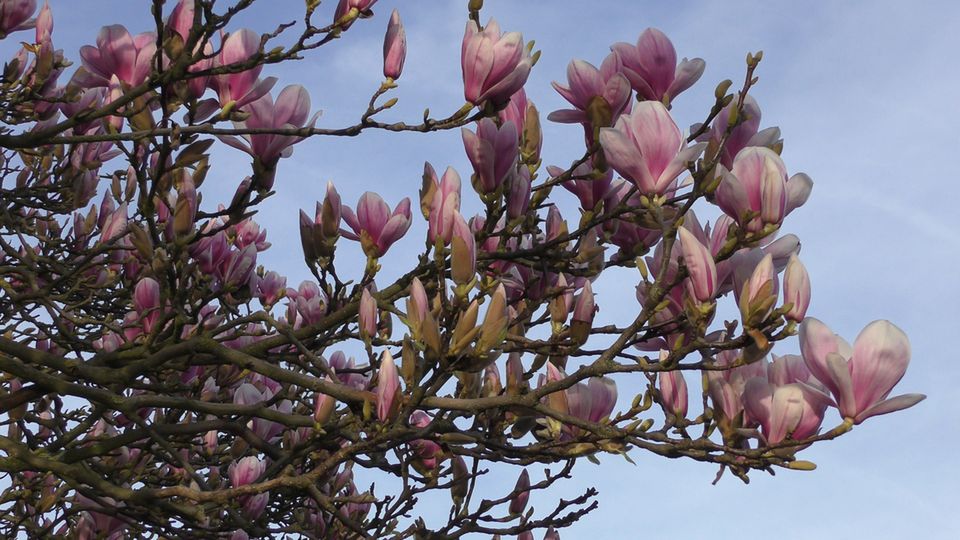 Magnolia ma wiele zdrowotnych właściwości