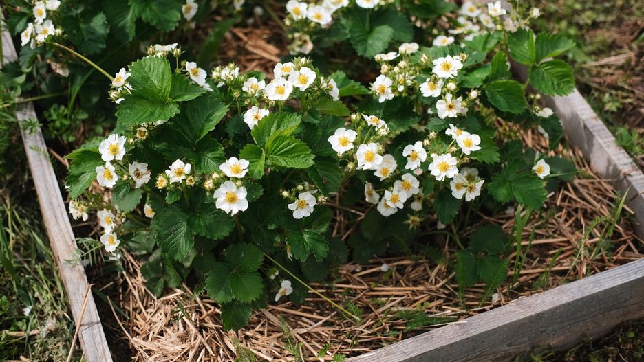 Zasadź już w marcu, żeby latem cieszyć się owocami
