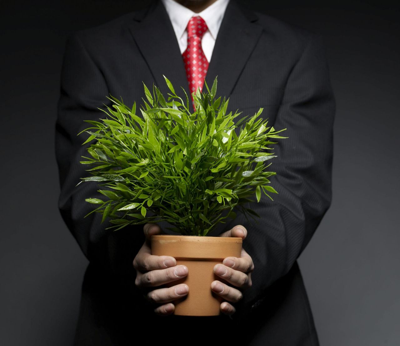 6 leczniczych roślin, które powinny znaleźć się w każdym domu