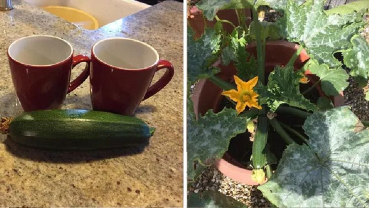 Mężczyzna otruł się cukinią własnej roboty