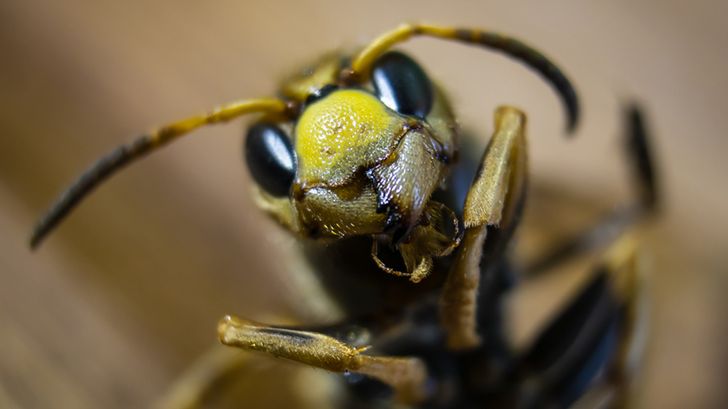Rodzice się ich boją. Szerszenie mogą być niebezpieczne dla dzieci (WIDEO)