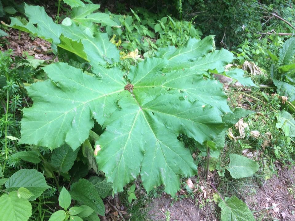 Barszcz olbrzymi to jedna z najbardziej niebezpiecznych roślin, jakie rosną w Polsce