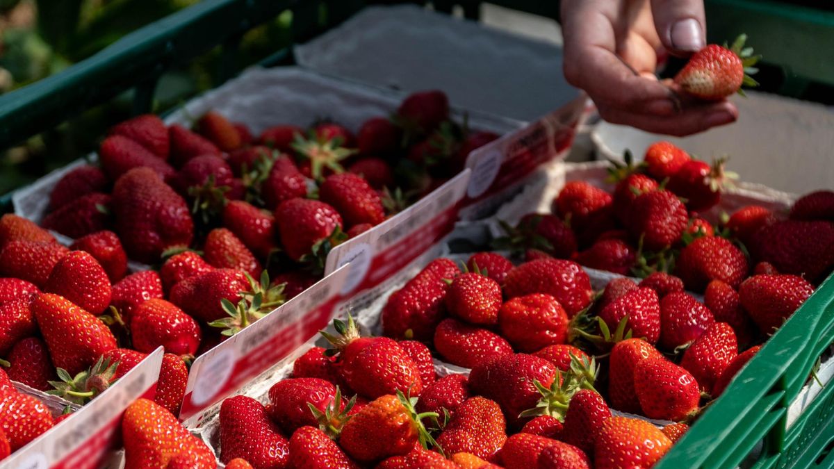 Amatorzy truskawek powinni poznać kilka faktów na temat tych owoców