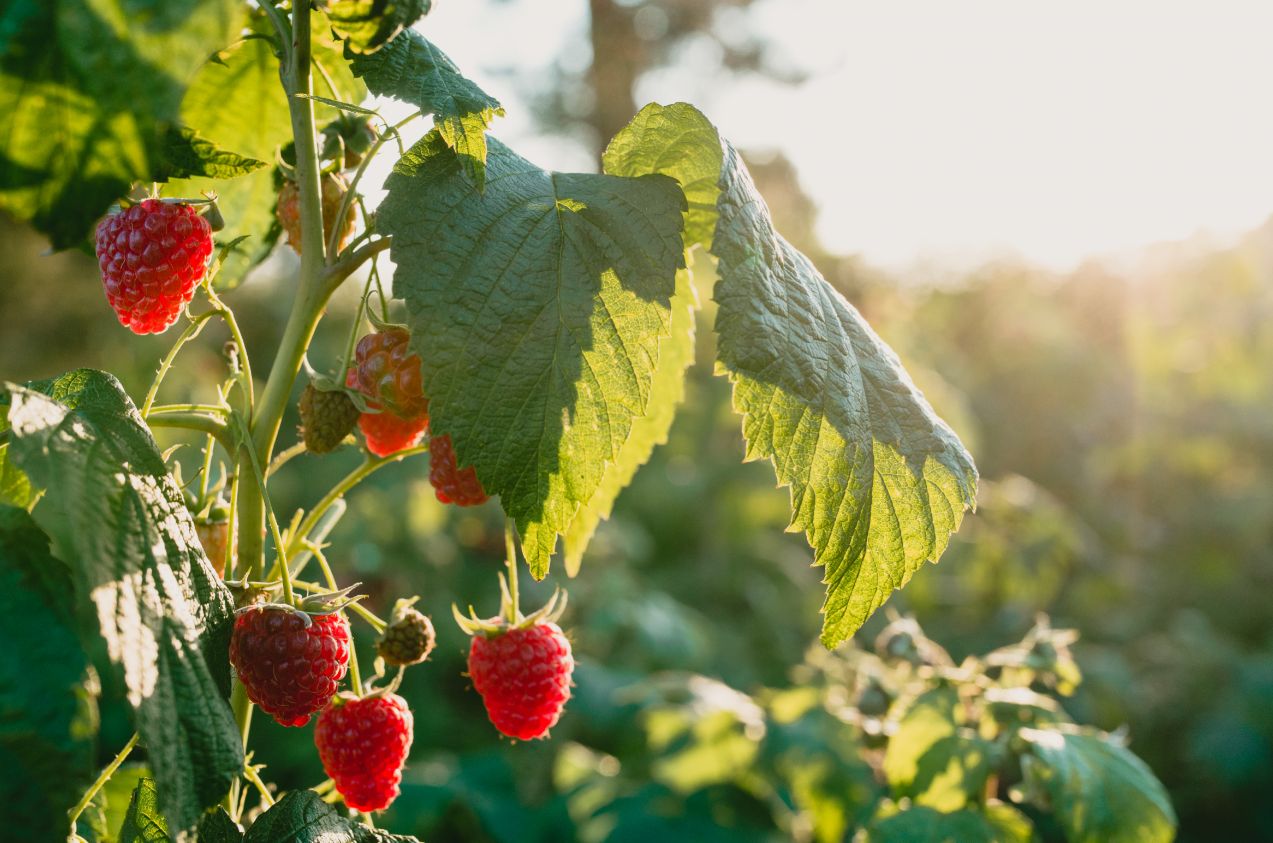 Taniny - charakterystyka, właściwości, zastosowanie