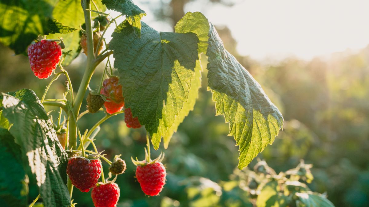 Taniny występują w wielu owocach, na przykład malinach.