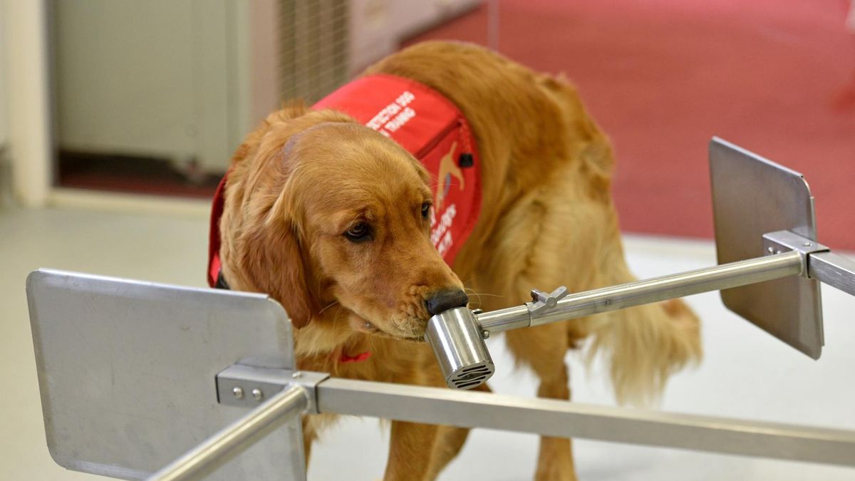 W podwójnie ślepym badaniu wykazano, że czułość psów sięgała 80 proc.