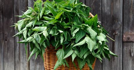 Naturalny lek na cukrzycę. Odbudowuje komórki w trzustce