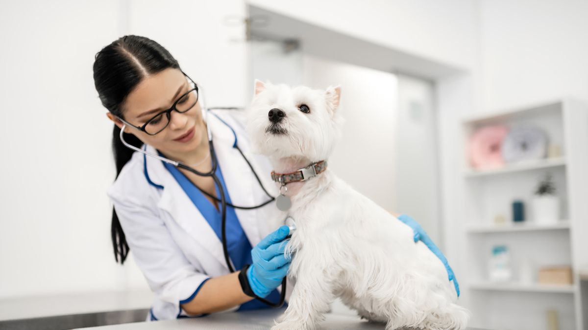 Świerzb u psa lub kota wcale nie musi oznaczać, że zwierze jest zaniedbane. Ta choroba nie dotyczy tylko bezdomnych zwierząt i może pojawić się nawet u zadbanego psa.