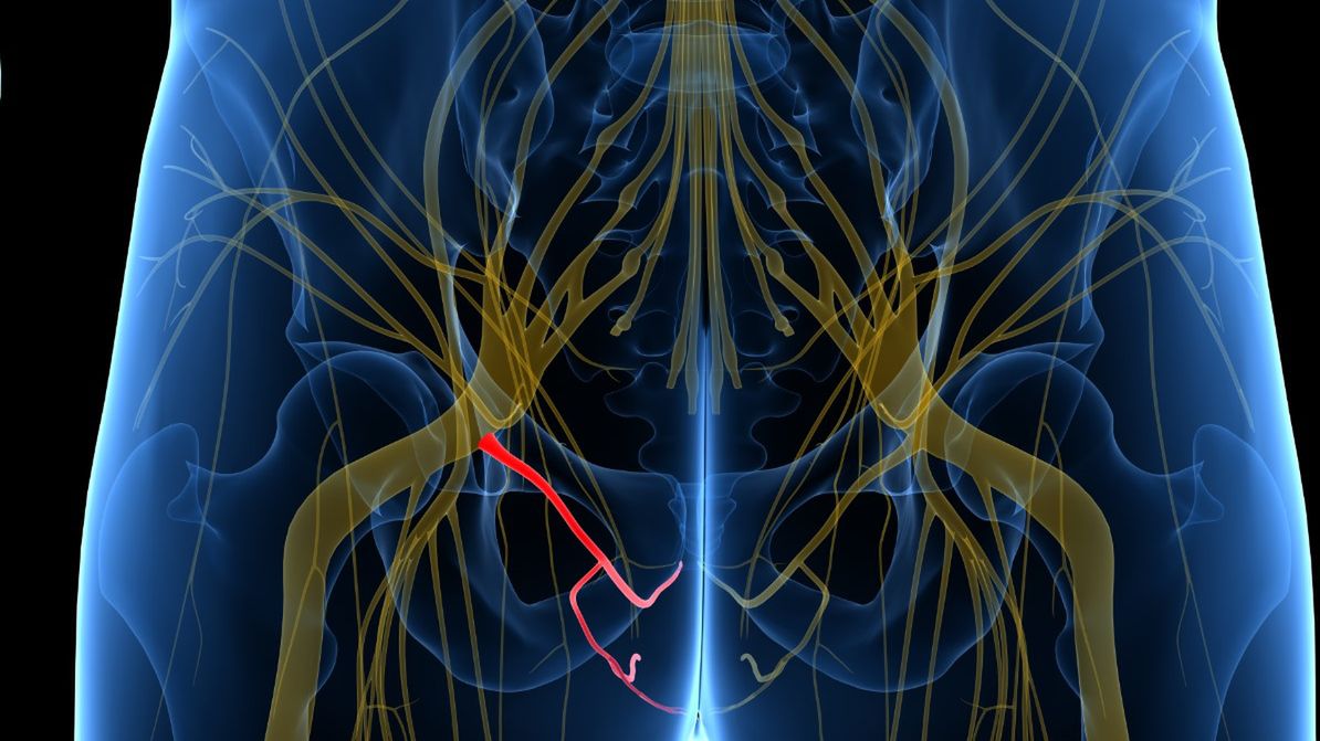 Nerw sromowy jest nerwem mieszanym, który biegnie w obrębie miednicy.