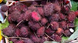 Egzotyczny owoc bogaty w witaminę C i żelazo. Rambutan w roli głównej