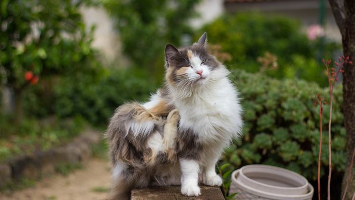 Pchła ludzka może żerować również na psach lub kotach.