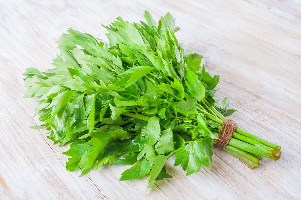 Lubczyk - ziele miłości. Dobre na płuca i nerki