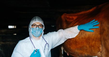 Pryszczyca "bardzo łatwo się roznosi". Eksperci mówią o ryzyku dla Polaków