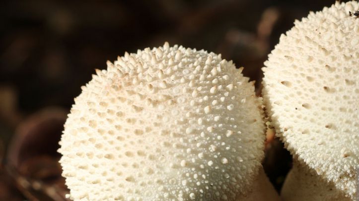 Purchawka to pospolity gatunek grzybów, który występuje na całym świecie. Z wyglądu nieco przypomina pieczarkę, ale budzi większe zainteresowanie, zwłaszcza wśród dzieci. 